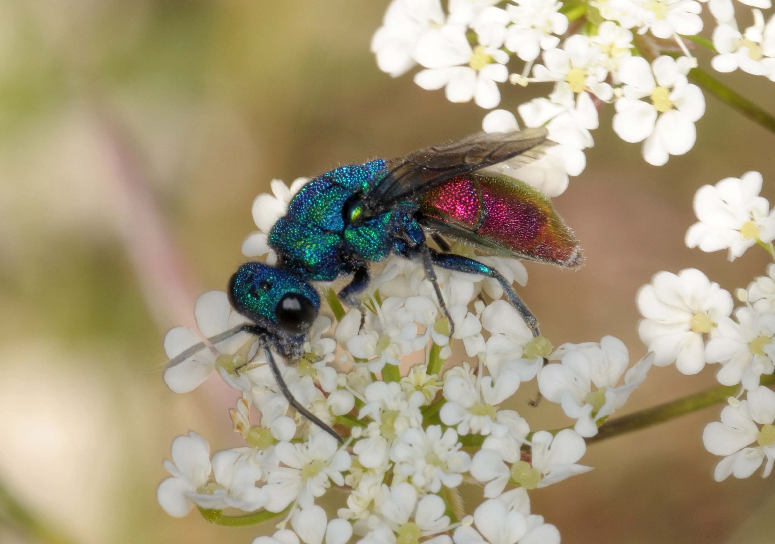 ancora chrysis - Chrysura refulgens (Spinola, 1806)